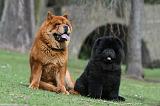 CHOW CHOW 723